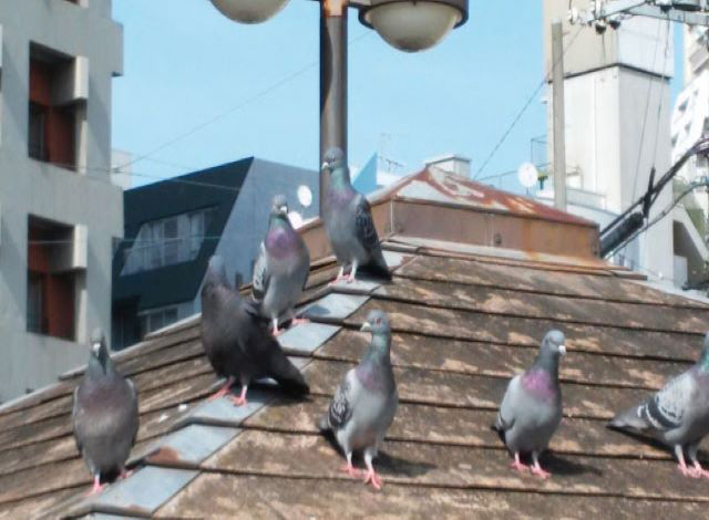 鳩対策2